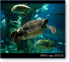 Snosh Video Player